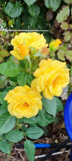 Edelrose 'Berolina' ® -Deutschland Garten Funk Verkaufs-Shop edelrose berolina m005968 1385065 1