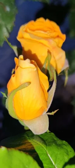 Edelrose 'Berolina' ® -Deutschland Garten Funk Verkaufs-Shop edelrose berolina m005968 1385065 2