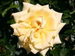 Edelrose 'Berolina' ® -Deutschland Garten Funk Verkaufs-Shop edelrose berolina m005968 w 1