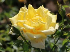 Edelrose 'Berolina' ® -Deutschland Garten Funk Verkaufs-Shop edelrose berolina m005968 w 2
