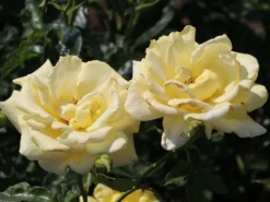 Edelrose 'Berolina' ® -Deutschland Garten Funk Verkaufs-Shop edelrose berolina m005968 w 3