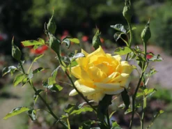 Edelrose 'Berolina' ® -Deutschland Garten Funk Verkaufs-Shop edelrose berolina m005968 w 4