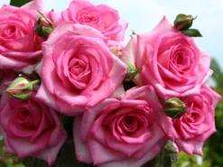 Edelrose 'Beverly' ®