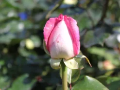 Edelrose 'Beverly' ® -Deutschland Garten Funk Verkaufs-Shop edelrose beverly m046248 w 1