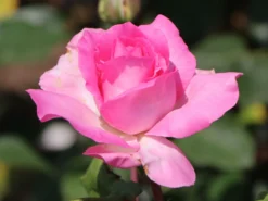 Edelrose 'Beverly' ® -Deutschland Garten Funk Verkaufs-Shop edelrose beverly m046248 w 11