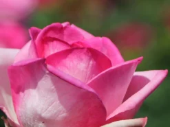 Edelrose 'Beverly' ® -Deutschland Garten Funk Verkaufs-Shop edelrose beverly m046248 w 2