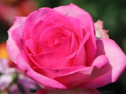 Edelrose 'Beverly' ® -Deutschland Garten Funk Verkaufs-Shop edelrose beverly m046248 w 4