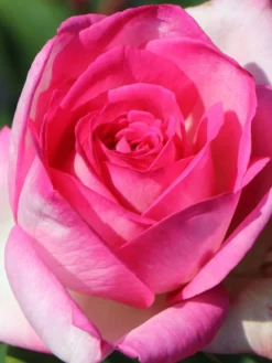 Edelrose 'Beverly' ® -Deutschland Garten Funk Verkaufs-Shop edelrose beverly m046248 w 5