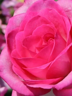 Edelrose 'Beverly' ® -Deutschland Garten Funk Verkaufs-Shop edelrose beverly m046248 w 6