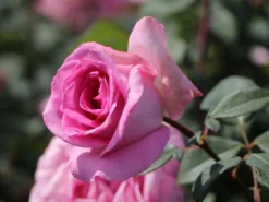 Edelrose 'Beverly' ® -Deutschland Garten Funk Verkaufs-Shop edelrose beverly m046248 w 8