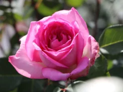 Edelrose 'Beverly' ® -Deutschland Garten Funk Verkaufs-Shop edelrose beverly m046248 w 9