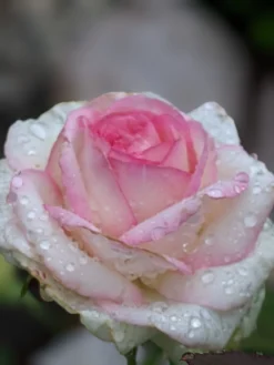 Edelrose 'Biedermeier Garden' 9 Edelrose 'Biedermeier Garden' -Deutschland Garten Funk Verkaufs-Shop edelrose biedermeier garden m005786 1193843 0