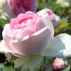 Edelrose 'Biedermeier Garden'