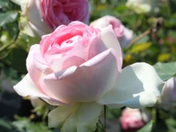 Edelrose 'Biedermeier Garden'