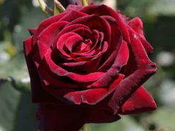 Edelrose 'Black Baccara'