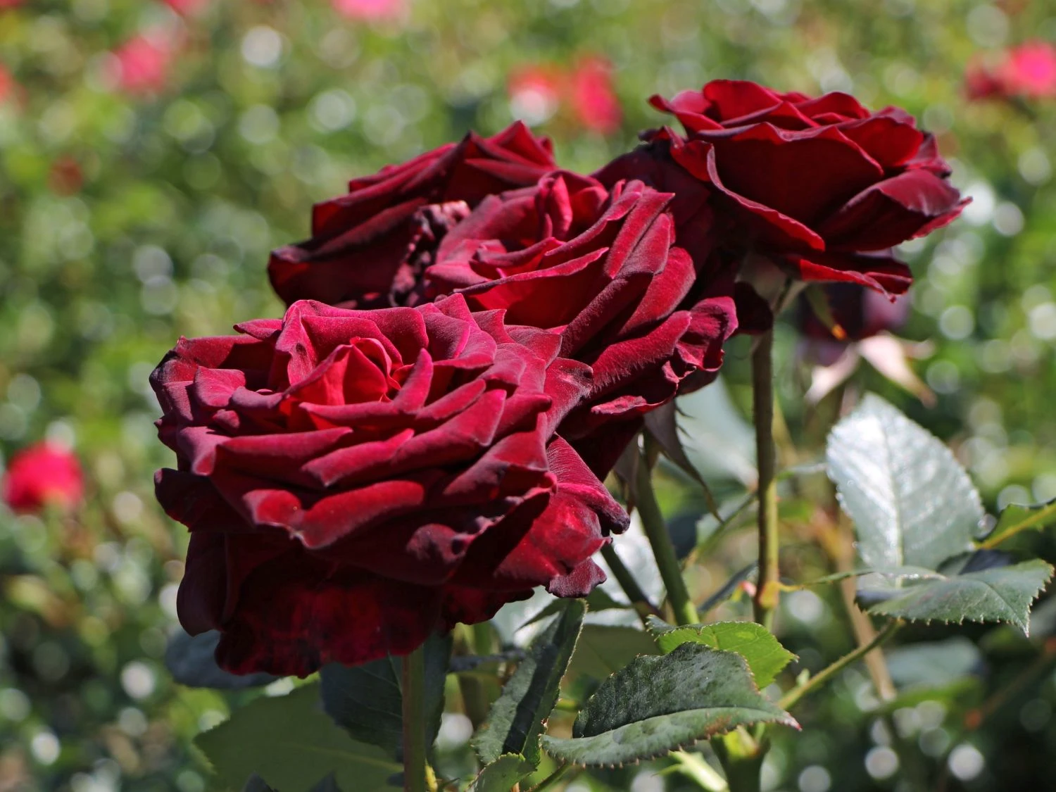 Edelrose 'Black Baccara' 11 Edelrose 'Black Baccara' – Bild 11