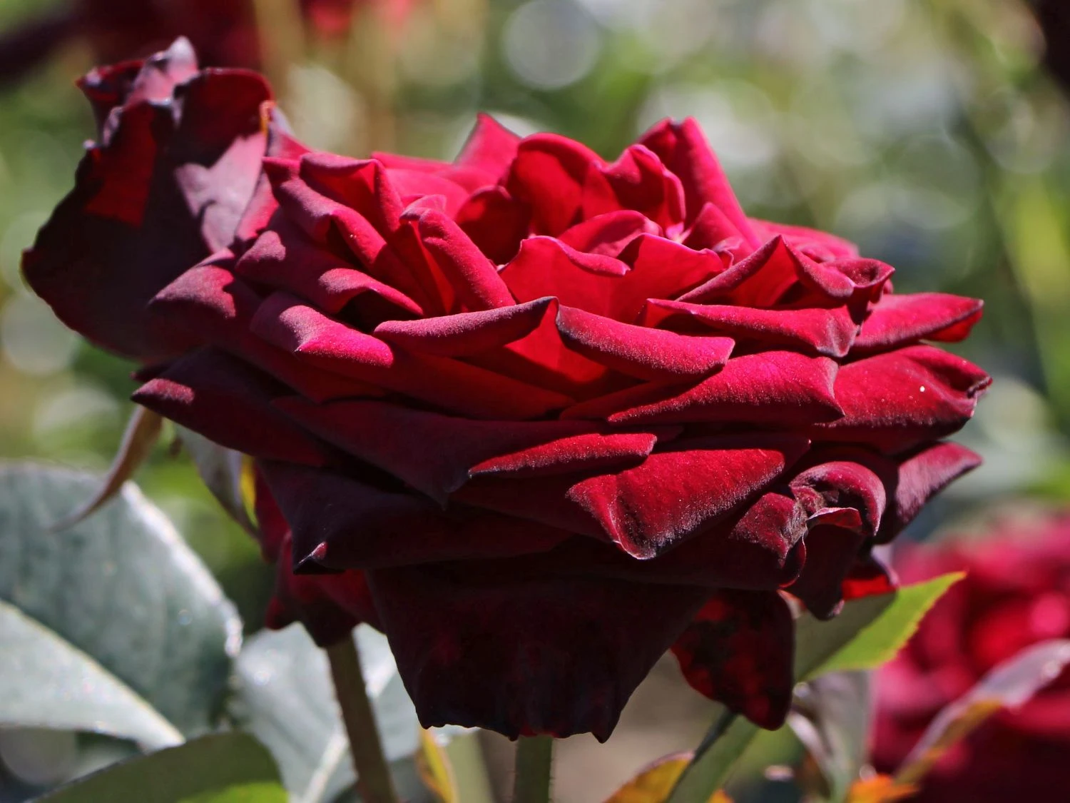 Edelrose 'Black Baccara' 10 Edelrose 'Black Baccara' – Bild 10