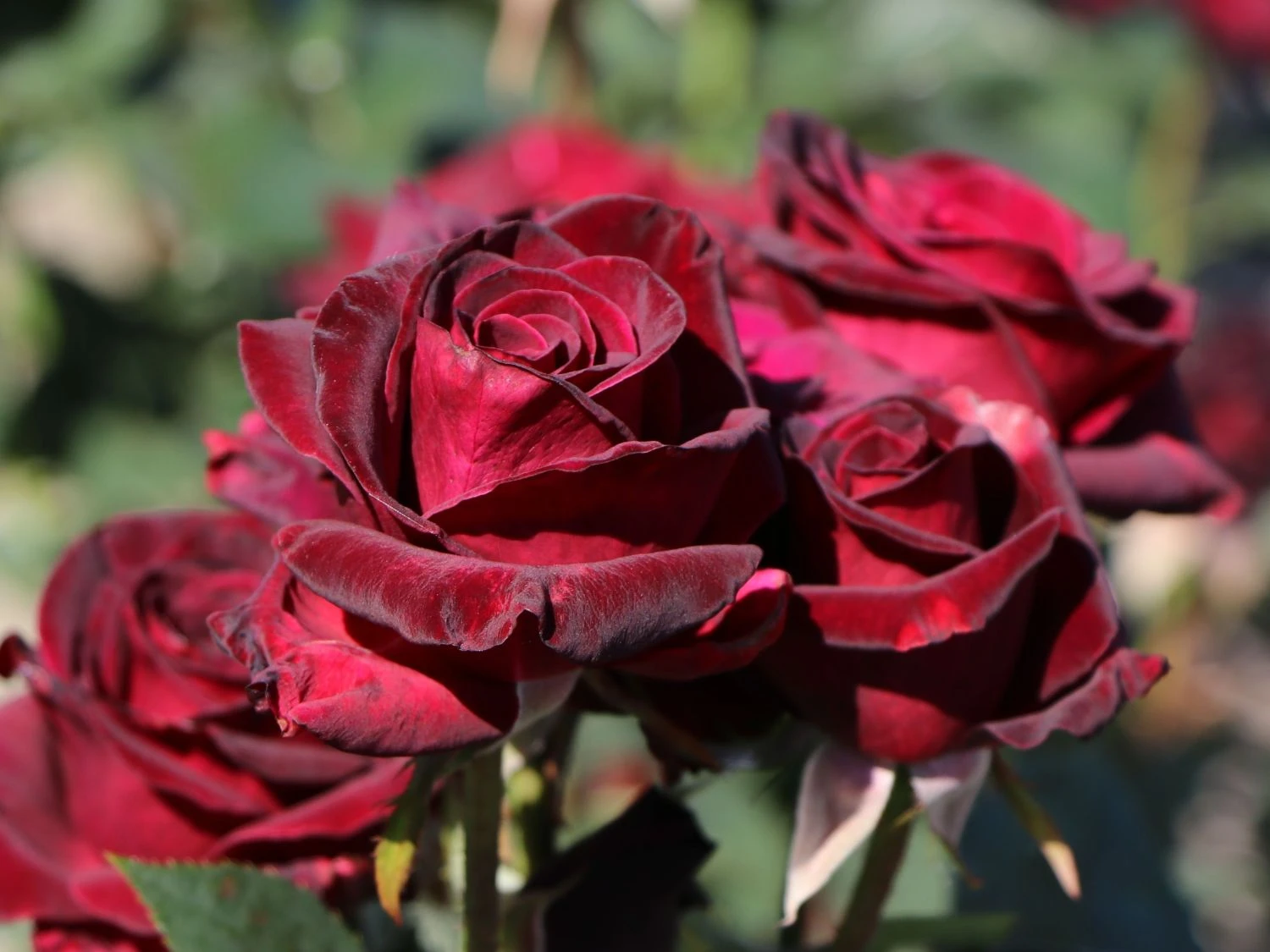 Edelrose 'Black Baccara' 2 Edelrose 'Black Baccara' – Bild 2