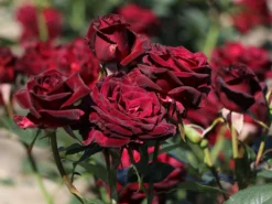 Edelrose 'Black Baccara' 15 Edelrose 'Black Baccara' -Deutschland Garten Funk Verkaufs-Shop edelrose black baccara m069625 w 4