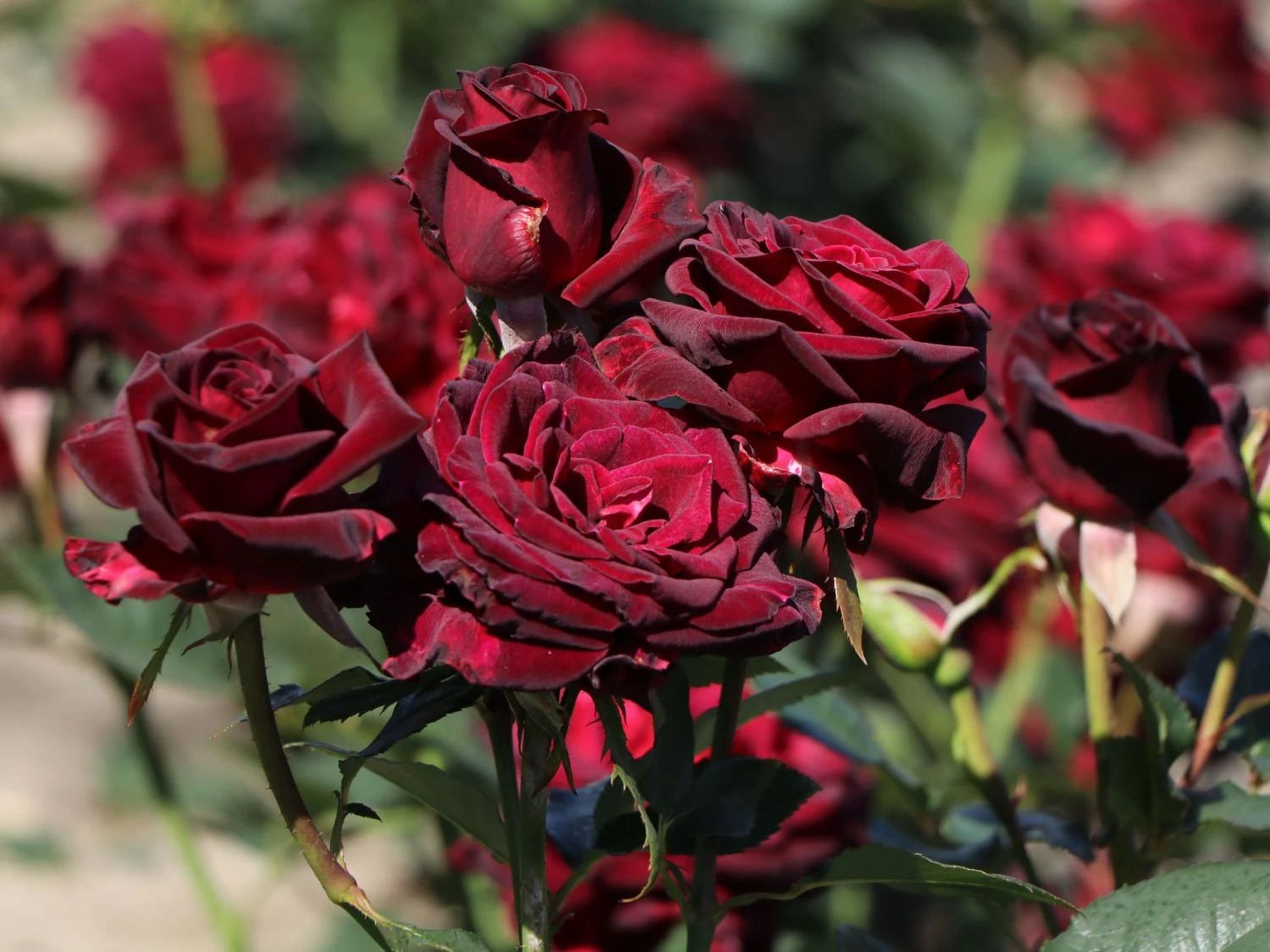 Edelrose 'Black Baccara' 5 Edelrose 'Black Baccara' – Bild 5