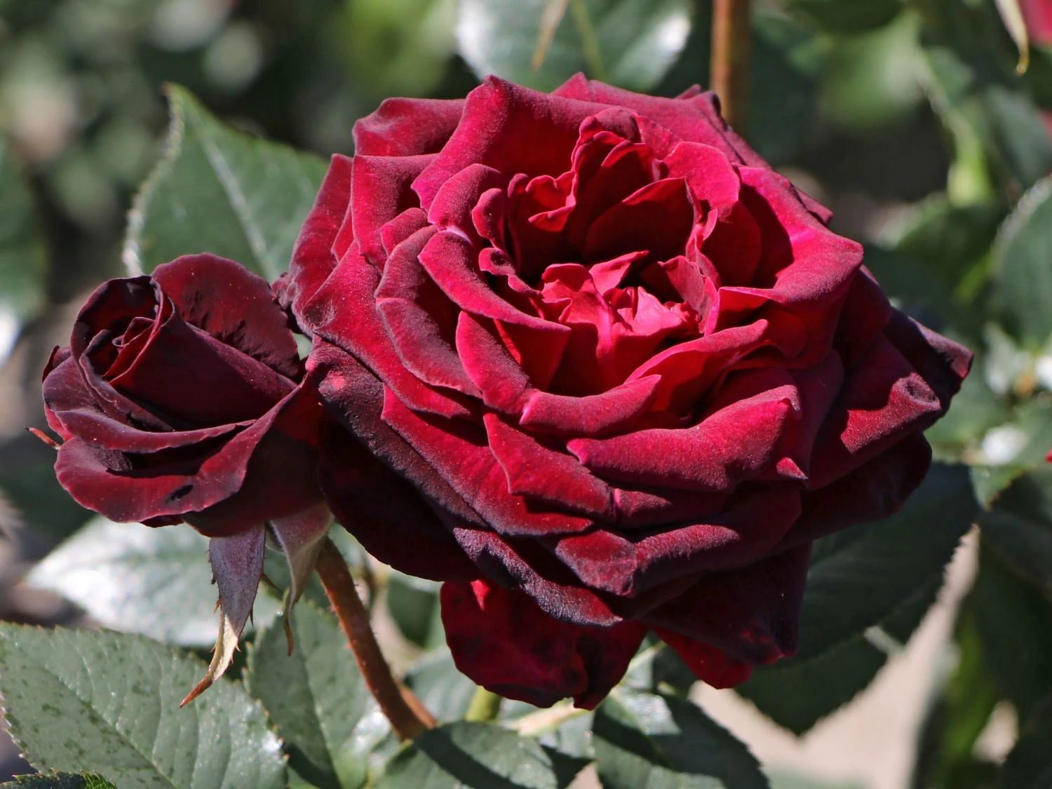 Edelrose 'Black Baccara' 7 Edelrose 'Black Baccara' – Bild 7