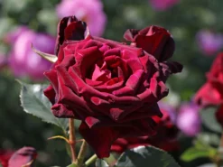 Edelrose 'Black Baccara' 16 Edelrose 'Black Baccara' -Deutschland Garten Funk Verkaufs-Shop edelrose black baccara m069625 w 7