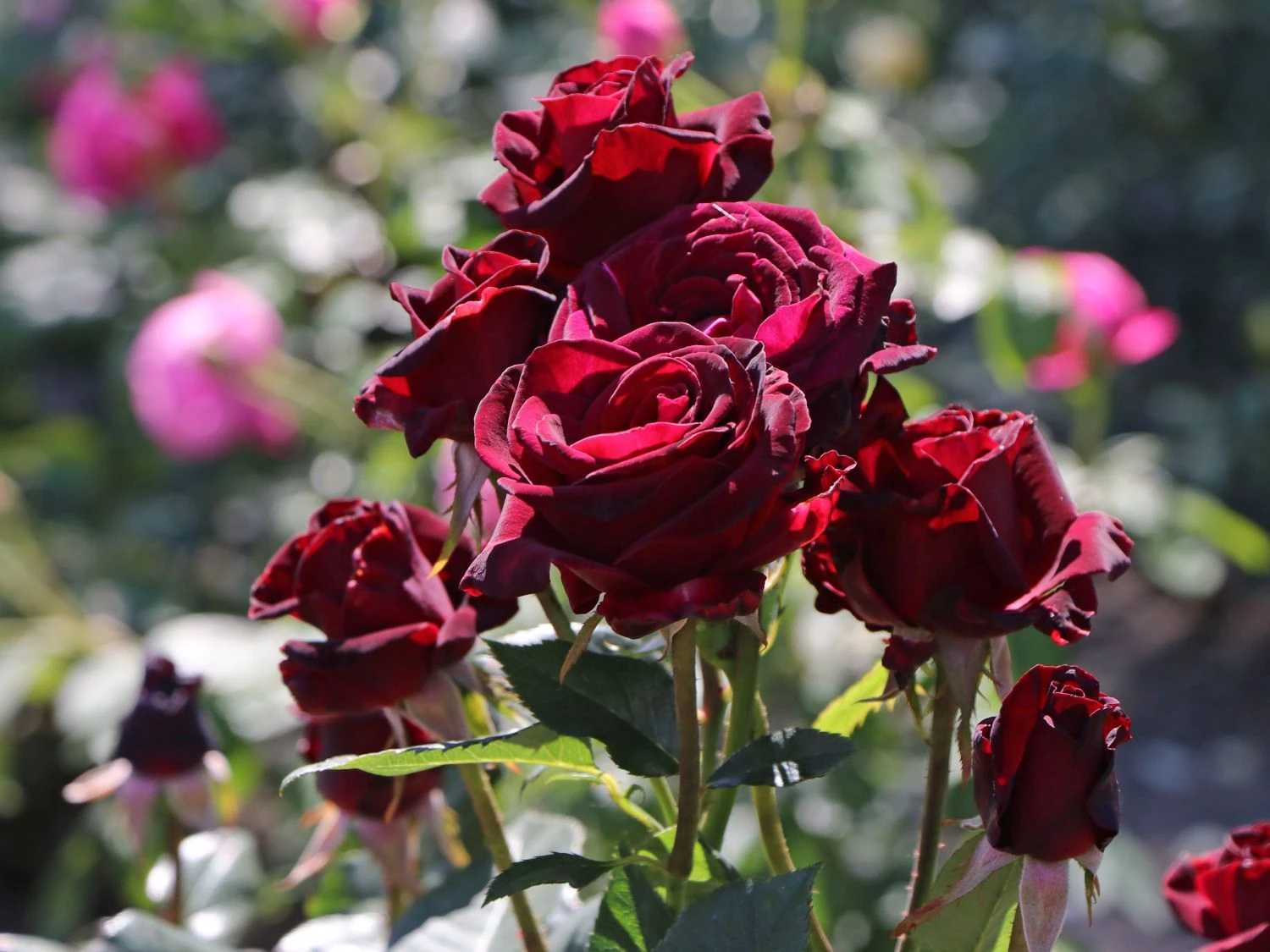 Edelrose 'Black Baccara' 9 Edelrose 'Black Baccara' – Bild 9