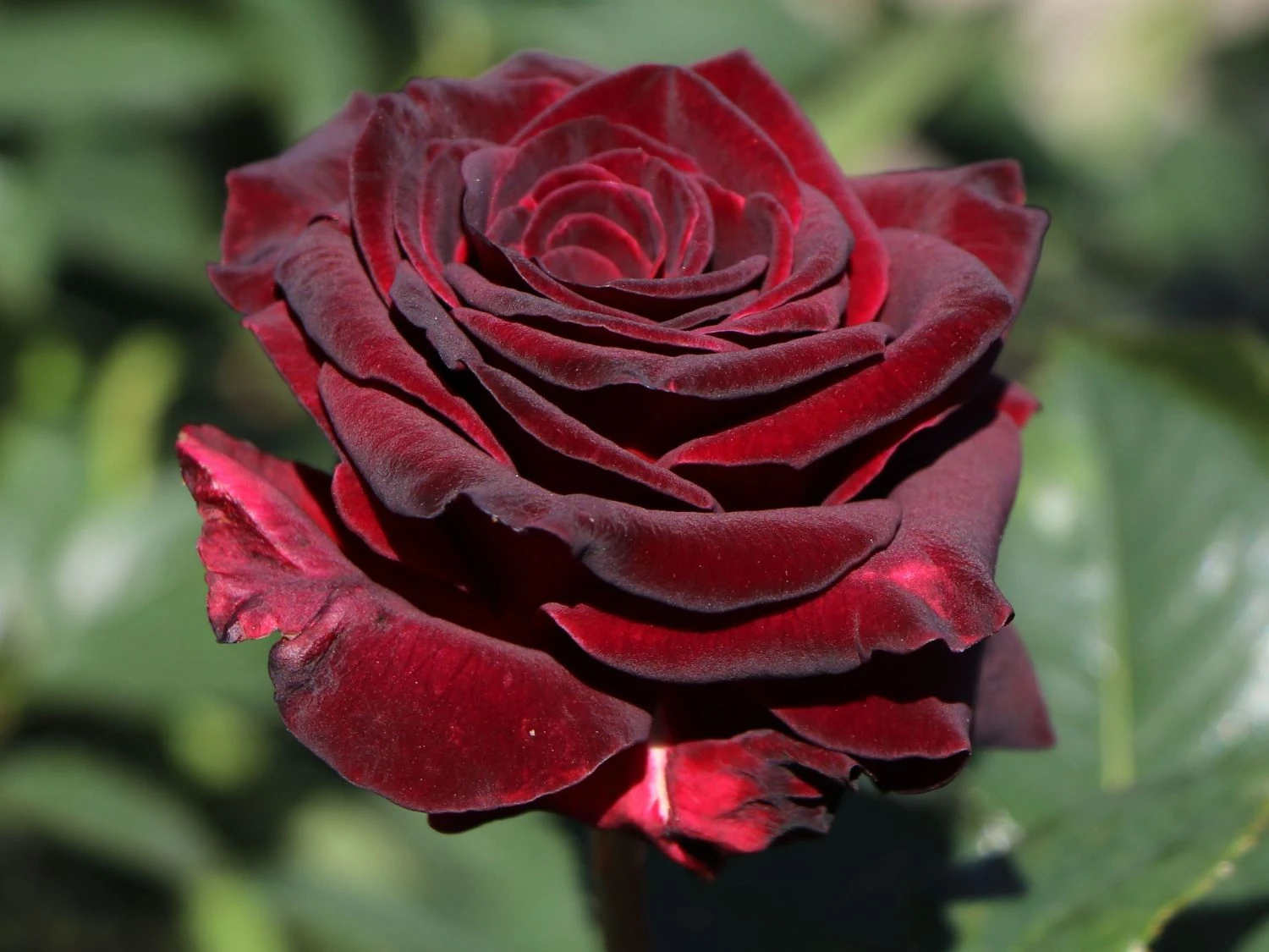 Edelrose 'Black Baccara' 8 Edelrose 'Black Baccara' – Bild 8