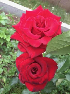 Edelrose 'Black Lady' ® 16 Edelrose 'Black Lady' ® -Deutschland Garten Funk Verkaufs-Shop edelrose black lady m005850 1338879 0