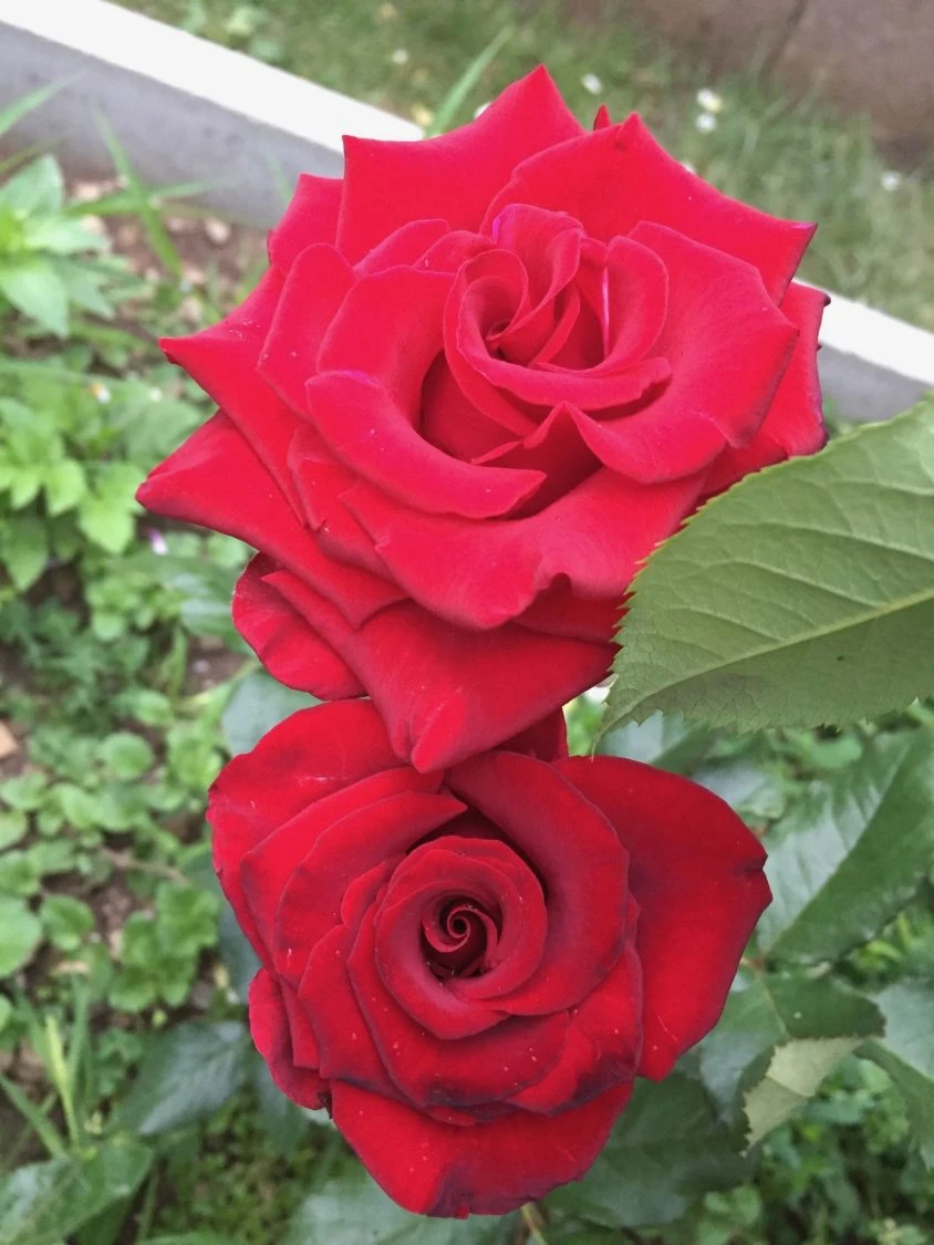 Edelrose 'Black Lady' ® 8 Edelrose 'Black Lady' ® – Bild 8