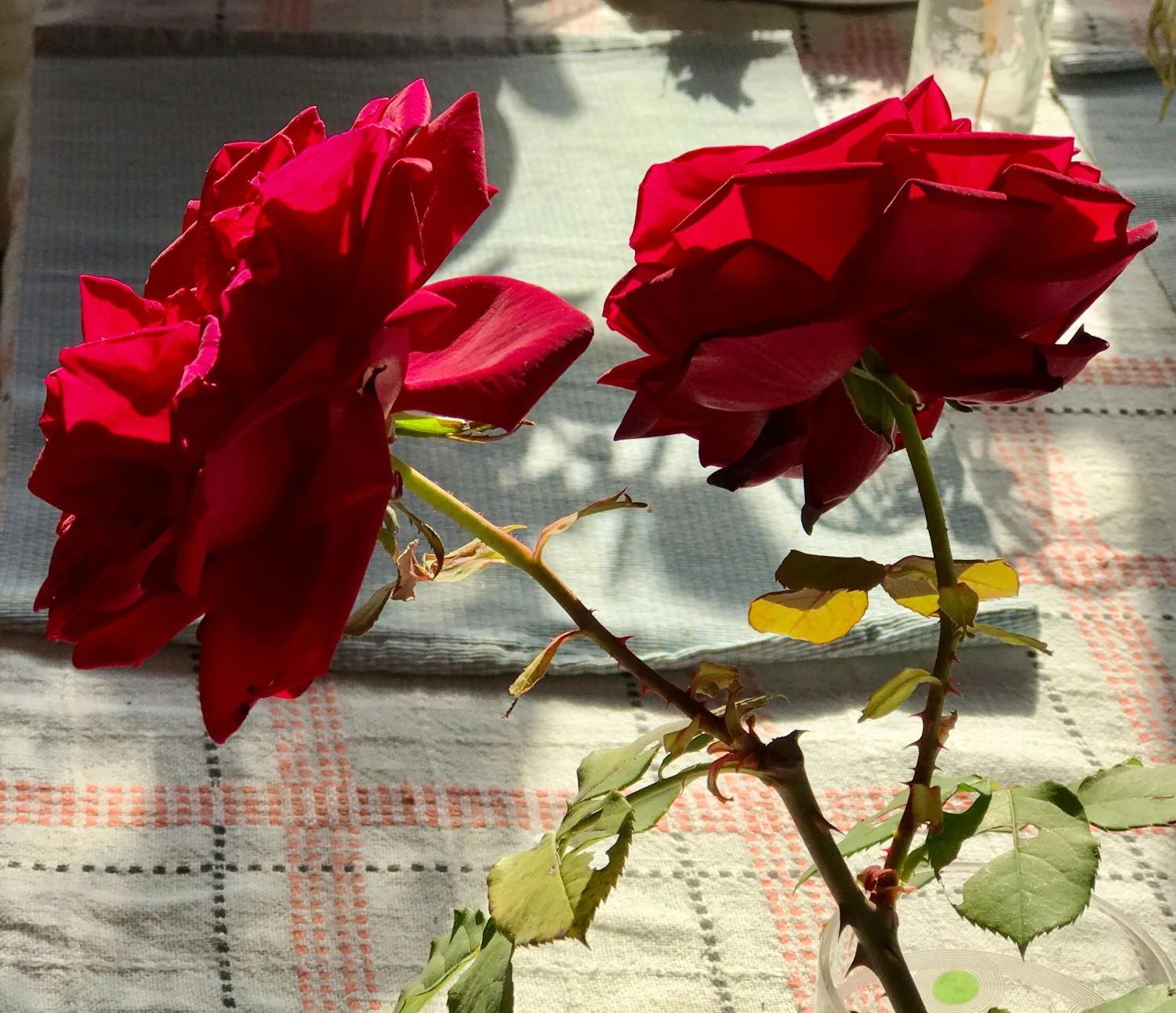 Edelrose 'Black Lady' ® 7 Edelrose 'Black Lady' ® – Bild 7