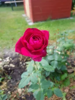 Edelrose 'Black Lady' ® 17 Edelrose 'Black Lady' ® -Deutschland Garten Funk Verkaufs-Shop edelrose black lady m005850 193676 0