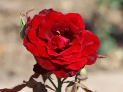 Edelrose 'Black Lady' ®