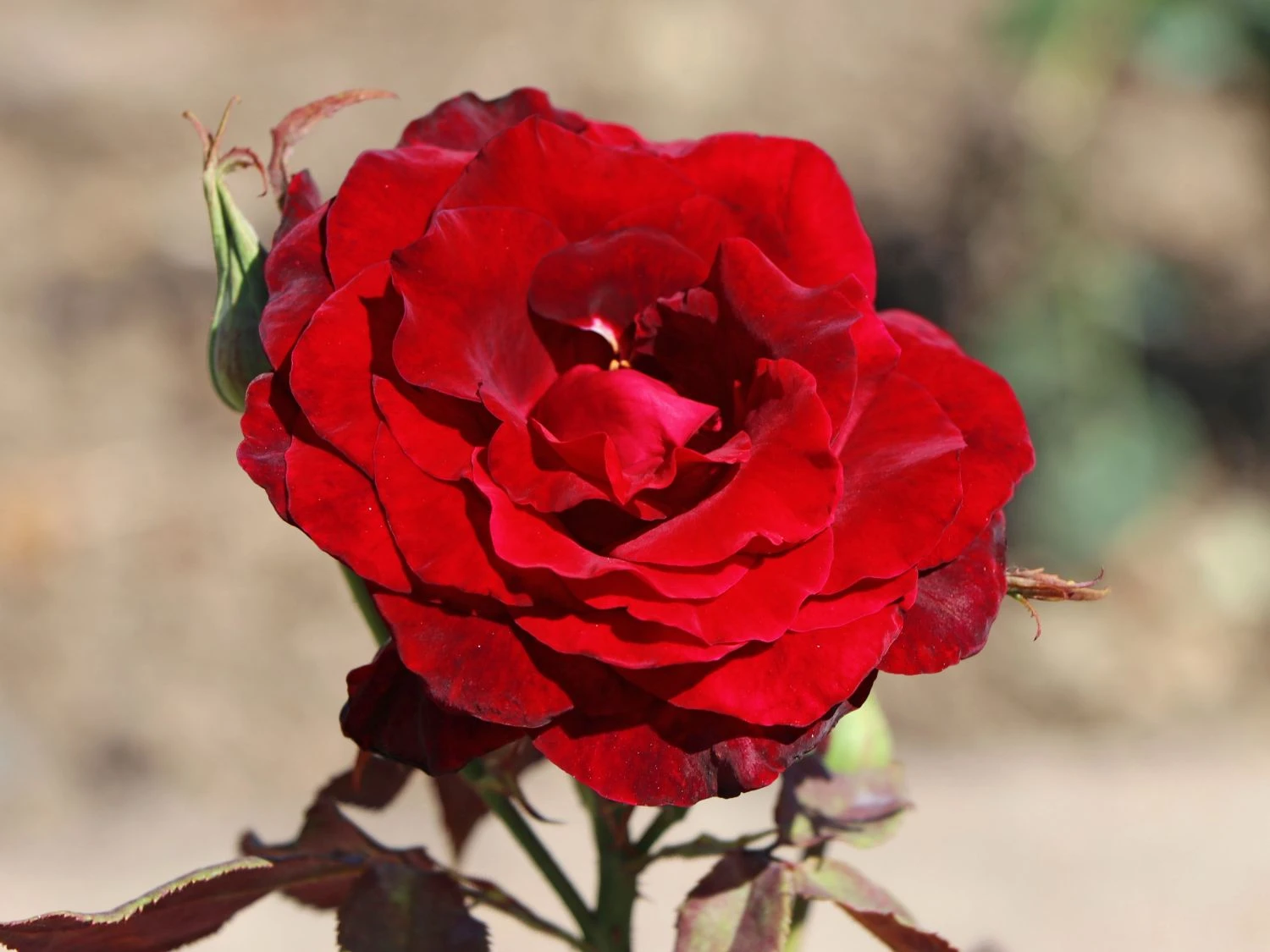 Edelrose 'Black Lady' ® 1 Edelrose 'Black Lady' ®