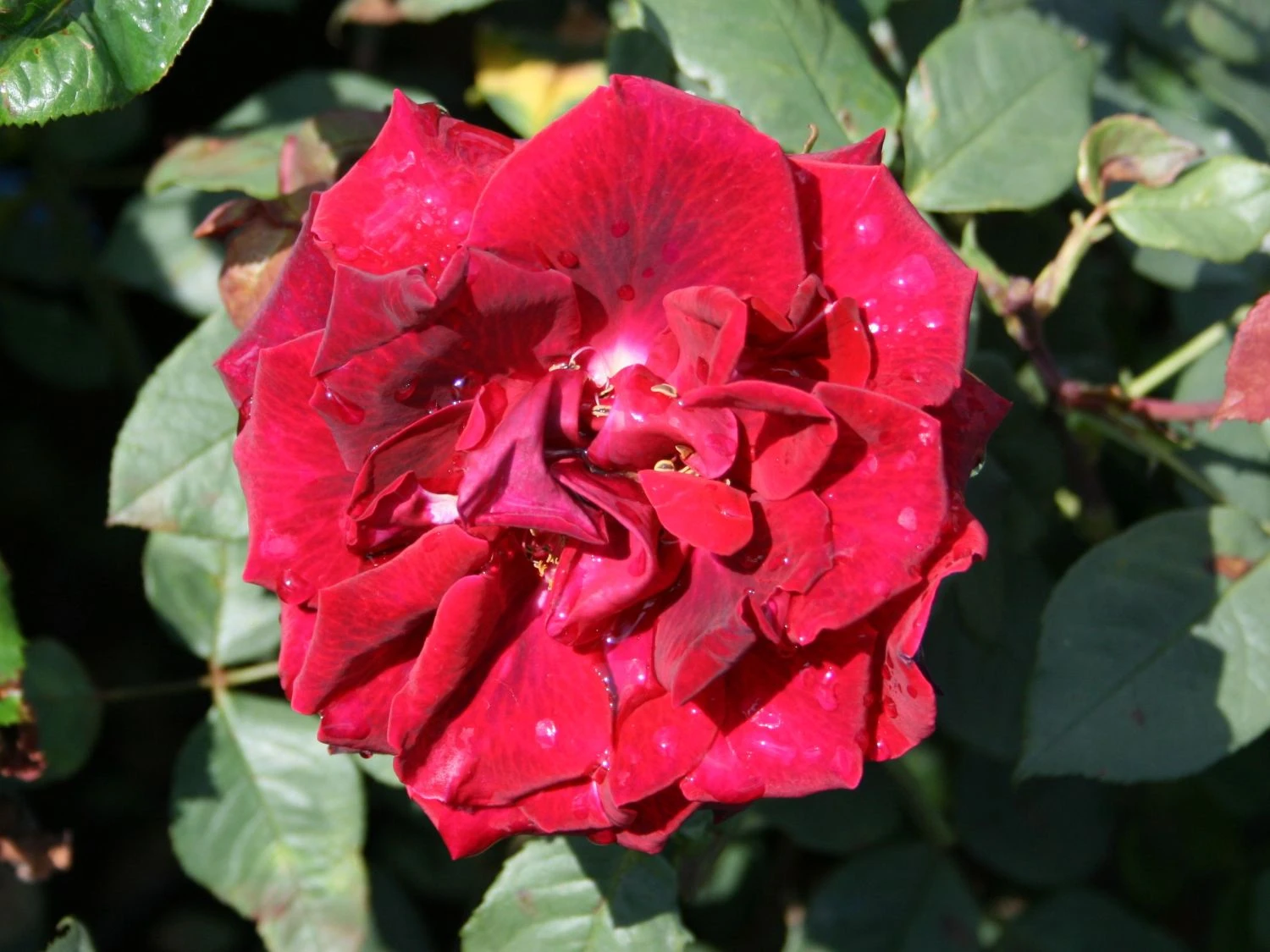 Edelrose 'Black Lady' ® 2 Edelrose 'Black Lady' ® – Bild 2