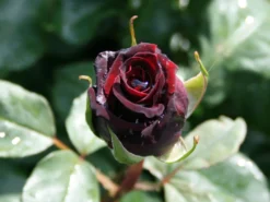 Edelrose 'Black Lady' ® 13 Edelrose 'Black Lady' ® -Deutschland Garten Funk Verkaufs-Shop edelrose black lady m005850 w 2