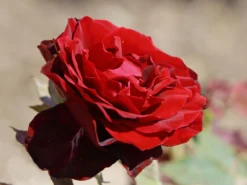 Edelrose 'Black Lady' ® 11 Edelrose 'Black Lady' ® -Deutschland Garten Funk Verkaufs-Shop edelrose black lady m005850 w 3