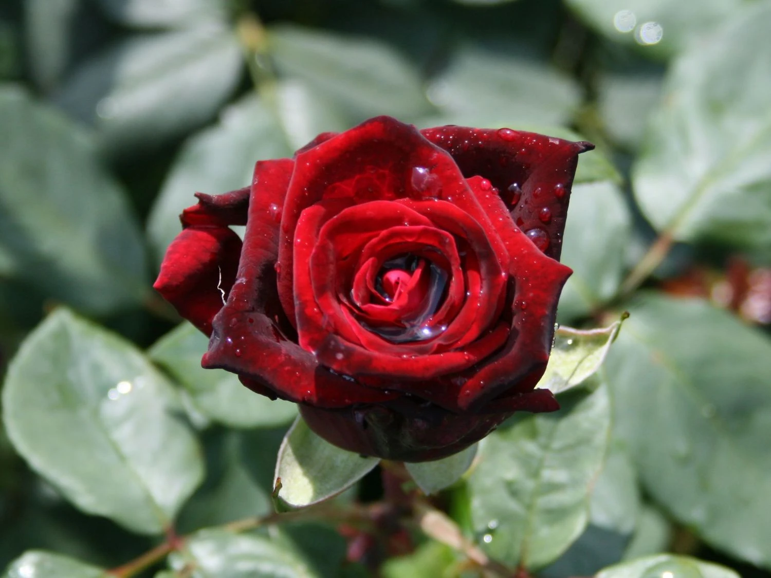 Edelrose 'Black Lady' ® 6 Edelrose 'Black Lady' ® – Bild 6