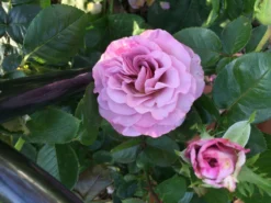 Edelrose 'Blue Girl' ® -Deutschland Garten Funk Verkaufs-Shop edelrose blue girl m066825 969089 0