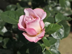 Edelrose 'Blue Girl' ® -Deutschland Garten Funk Verkaufs-Shop edelrose blue girl m066825 w 0