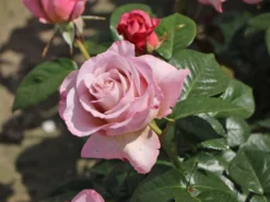 Edelrose 'Blue Girl' ® -Deutschland Garten Funk Verkaufs-Shop edelrose blue girl m066825 w 1