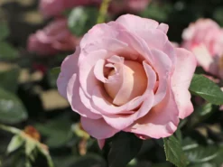 Edelrose 'Blue Girl' ® -Deutschland Garten Funk Verkaufs-Shop edelrose blue girl m066825 w 2