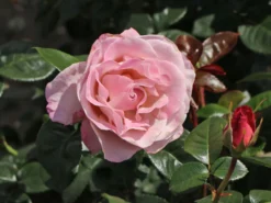 Edelrose 'Blue Girl' ® -Deutschland Garten Funk Verkaufs-Shop edelrose blue girl m066825 w 3