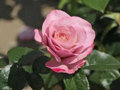 Edelrose 'Blue Girl' ® -Deutschland Garten Funk Verkaufs-Shop edelrose blue girl m066825 w 4