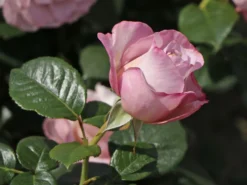 Edelrose 'Blue Girl' ® -Deutschland Garten Funk Verkaufs-Shop edelrose blue girl m066825 w 5