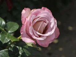 Edelrose 'Blue Girl' ® -Deutschland Garten Funk Verkaufs-Shop edelrose blue girl m066825 w 6