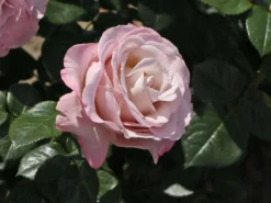 Edelrose 'Blue Girl' ® -Deutschland Garten Funk Verkaufs-Shop edelrose blue girl m066825 w 7