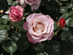 Edelrose 'Blue Girl' ® -Deutschland Garten Funk Verkaufs-Shop edelrose blue girl m066825 w 8