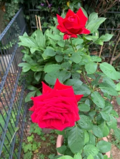 Edelrose 'Burgund ® 81' -Deutschland Garten Funk Verkaufs-Shop edelrose burgund 81 m005864 193676 0