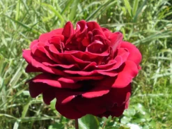 Edelrose 'Burgund ® 81' -Deutschland Garten Funk Verkaufs-Shop edelrose burgund 81 m005864 430730 0